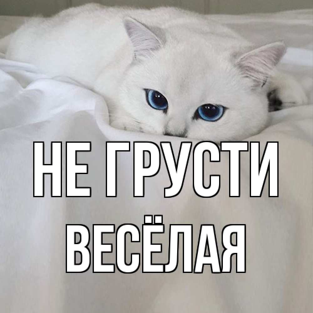 Открытка на каждый день с именем, Весёлая Не грусти белый кот с голубыми глазами на белоснежной кровати Прикольная открытка с пожеланием онлайн скачать бесплатно 