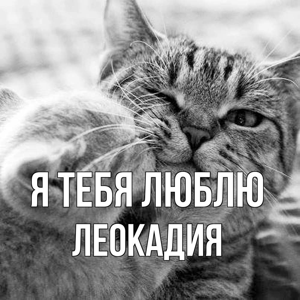 Открытка на каждый день с именем, Леокадия Я тебя люблю коты Прикольная открытка с пожеланием онлайн скачать бесплатно 