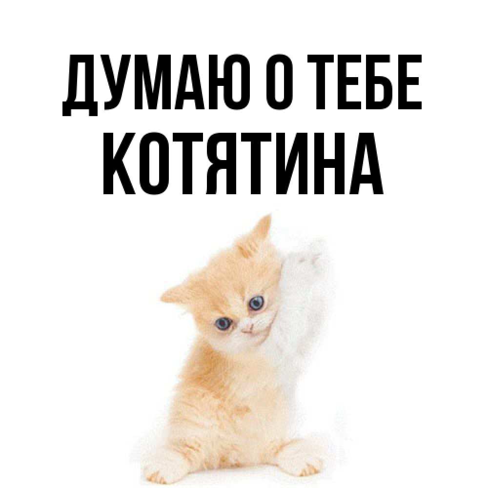 Открытка на каждый день с именем, Котятина Думаю о тебе зверушки и милота Прикольная открытка с пожеланием онлайн скачать бесплатно 