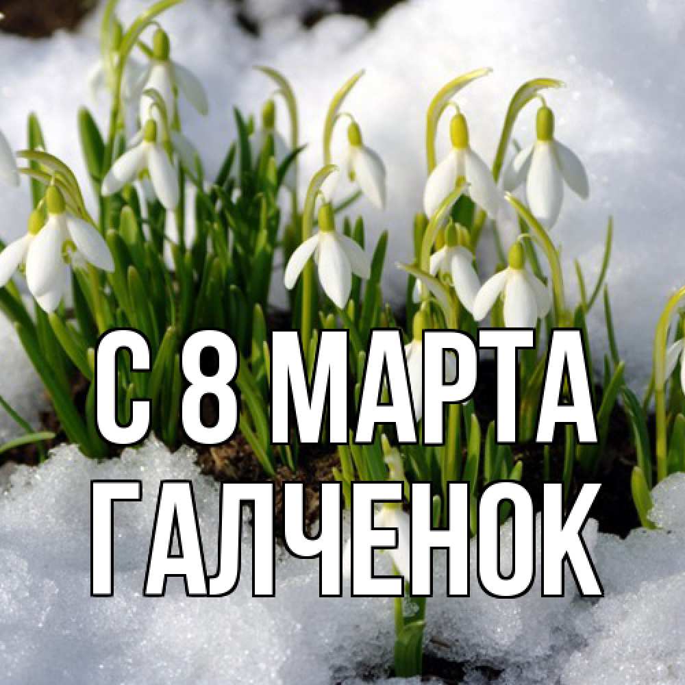 Открытка на каждый день с именем, Галченок C 8 МАРТА цветы весенние Прикольная открытка с пожеланием онлайн скачать бесплатно 