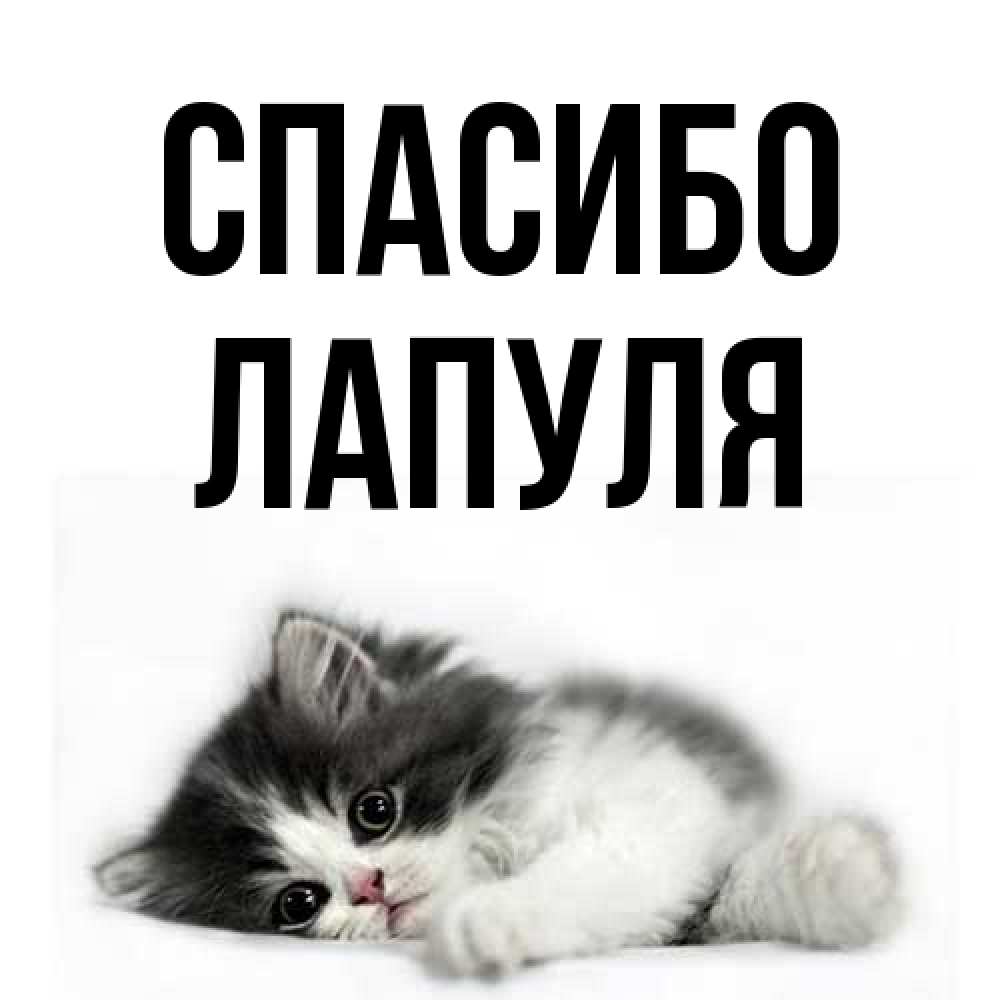 Открытка на каждый день с именем, Лапуля Спасибо черный и белый кот Прикольная открытка с пожеланием онлайн скачать бесплатно 
