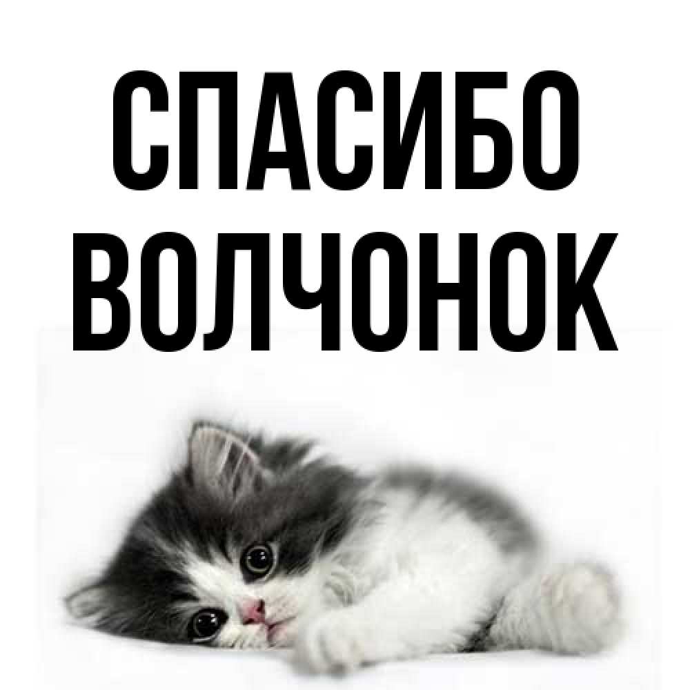 Открытка на каждый день с именем, Волчонок Спасибо черный и белый кот Прикольная открытка с пожеланием онлайн скачать бесплатно 