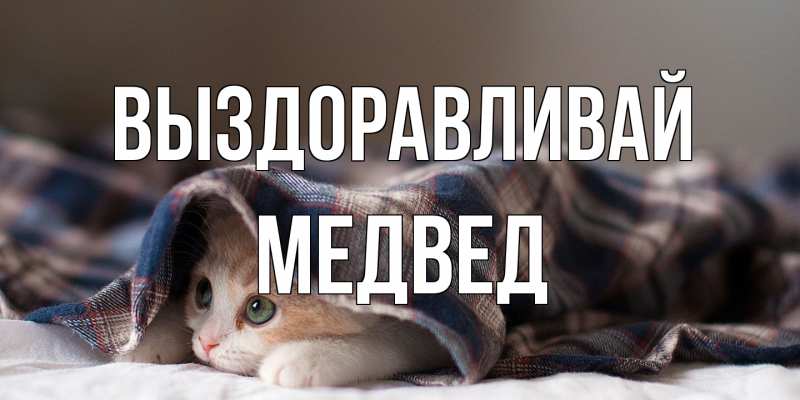 Картинка Выздоравливай, Медвед