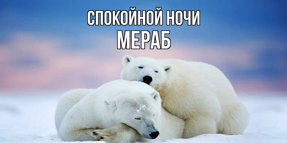 Открытка на каждый день с именем, Мераб Спокойной ночи белые медведи спят в обнимку Прикольная открытка с пожеланием онлайн скачать бесплатно 