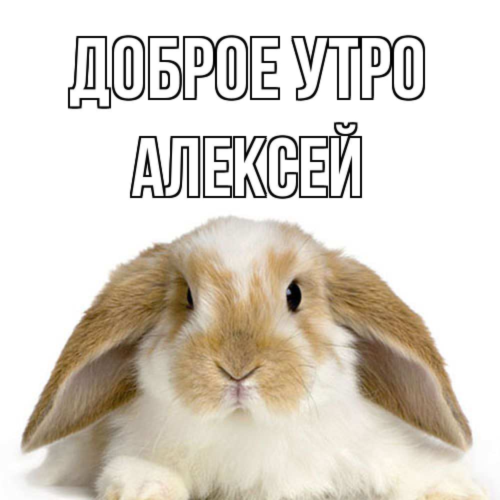 Открытка на каждый день с именем, Алексей Доброе утро прикольные открытки на каждый день Прикольная открытка с пожеланием онлайн скачать бесплатно 
