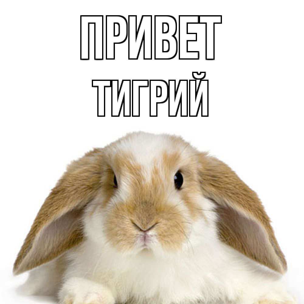 Открытка на каждый день с именем, Тигрий Привет с животными Прикольная открытка с пожеланием онлайн скачать бесплатно 