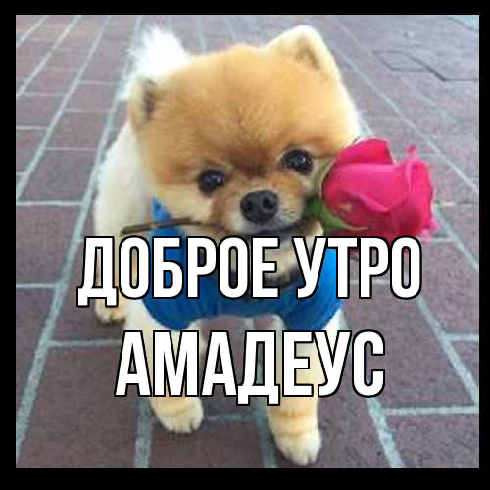 Открытка на каждый день с именем, Амадеус Доброе утро роза в зубах Прикольная открытка с пожеланием онлайн скачать бесплатно 