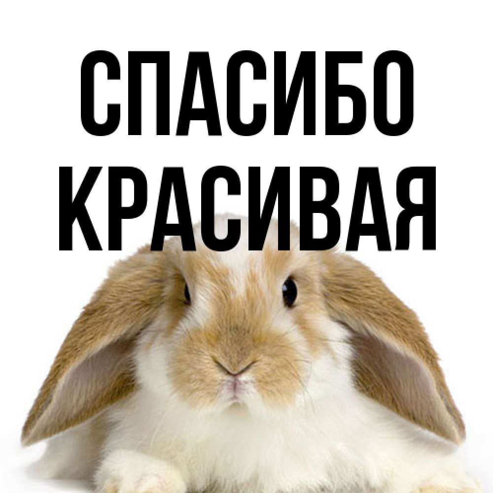 Открытка на каждый день с именем, Красивая Спасибо коричнево белый заяц Прикольная открытка с пожеланием онлайн скачать бесплатно 