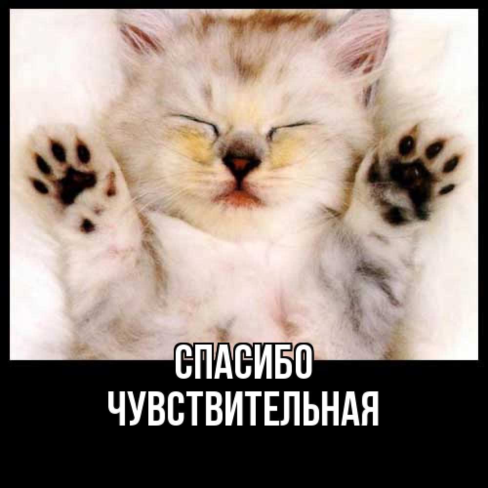 Открытка на каждый день с именем, Чувствительная Спасибо маленький котенок Прикольная открытка с пожеланием онлайн скачать бесплатно 