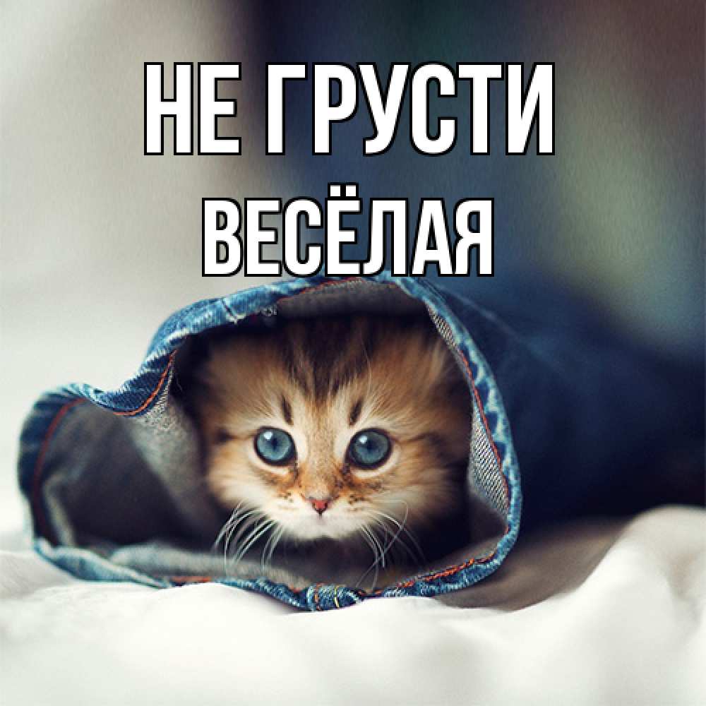 Открытка на каждый день с именем, Весёлая Не грусти кот в одежде Прикольная открытка с пожеланием онлайн скачать бесплатно 