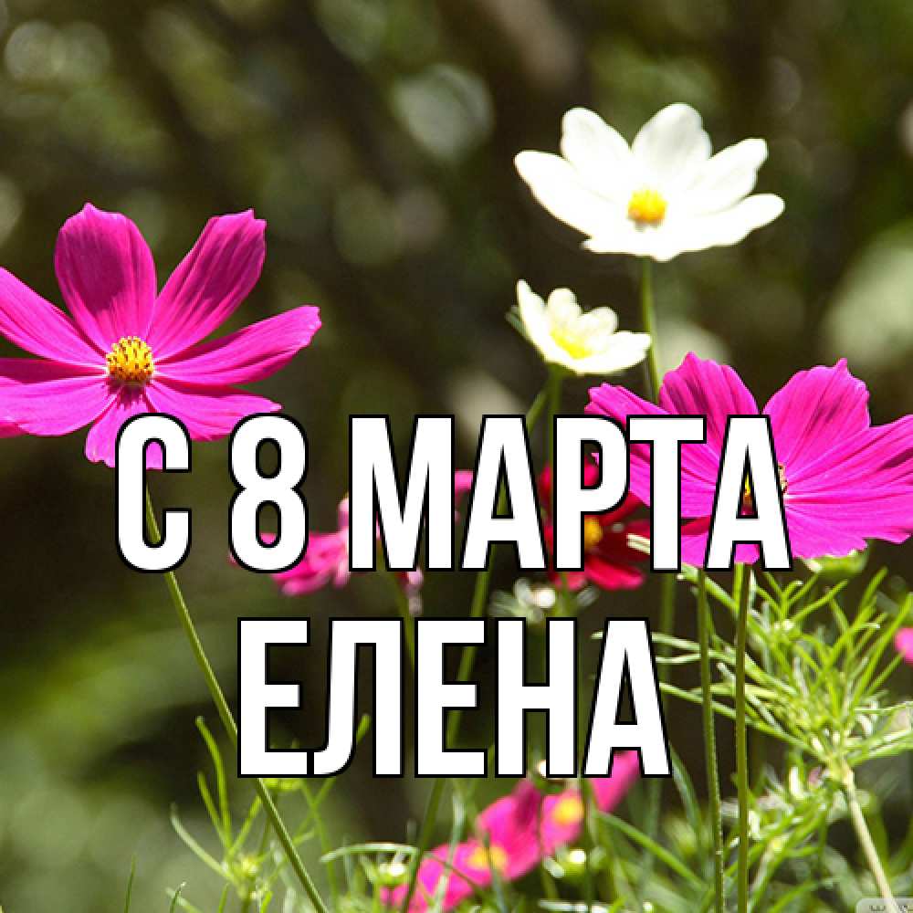 Открытка на каждый день с именем, Елена C 8 МАРТА цветы Прикольная открытка с пожеланием онлайн скачать бесплатно 