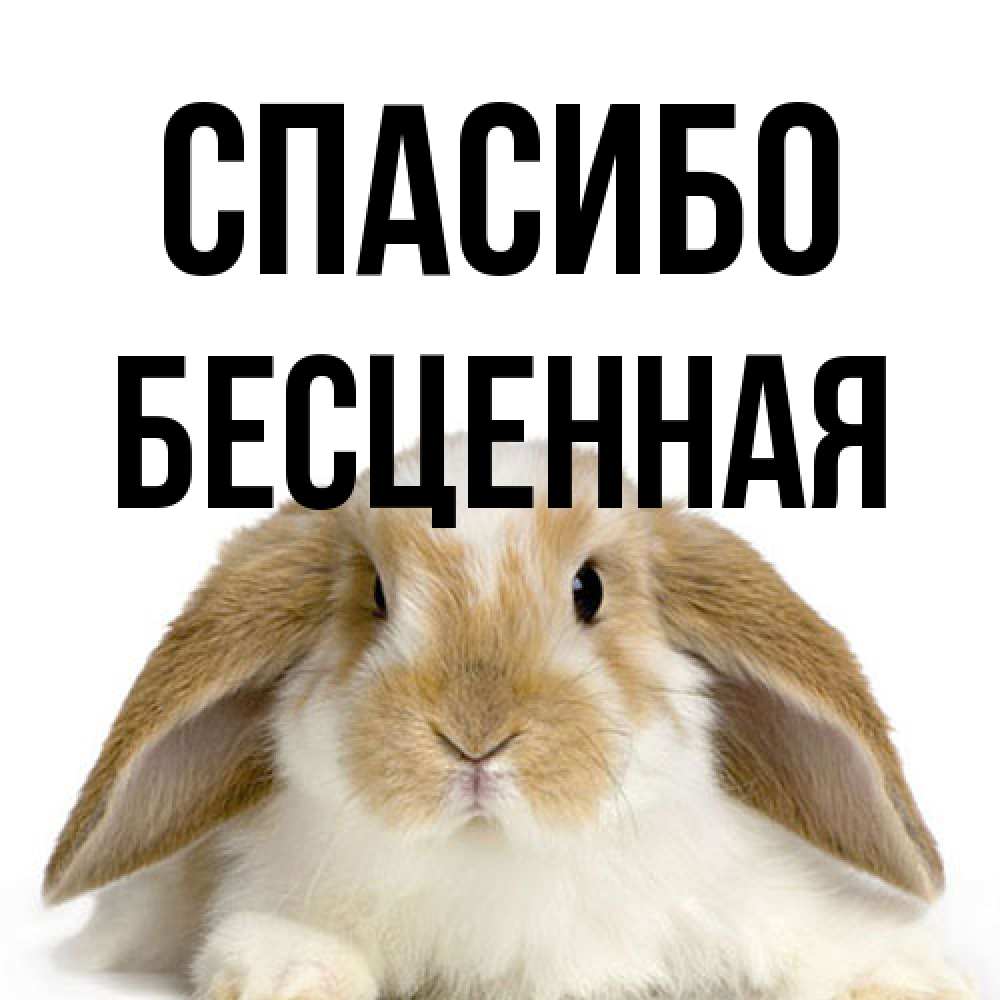 Открытка на каждый день с именем, Бесценная Спасибо коричнево белый заяц Прикольная открытка с пожеланием онлайн скачать бесплатно 