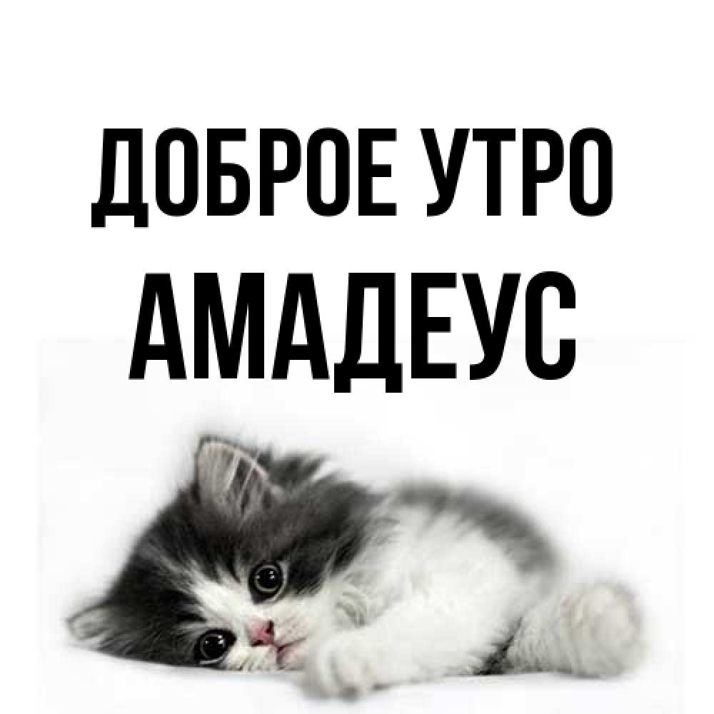 Открытка на каждый день с именем, Амадеус Доброе утро кот лапки Прикольная открытка с пожеланием онлайн скачать бесплатно 