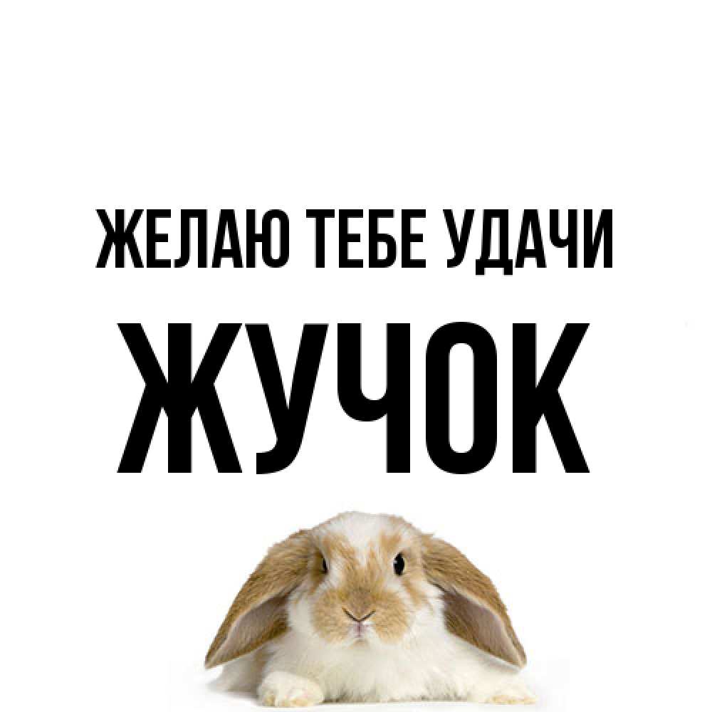 Открытка на каждый день с именем, жучок Желаю тебе удачи открытки с произвольным текстом который можно вставить в открытку и создать ее самостоятельно бесплатно онлайн Прикольная открытка с пожеланием онлайн скачать бесплатно 