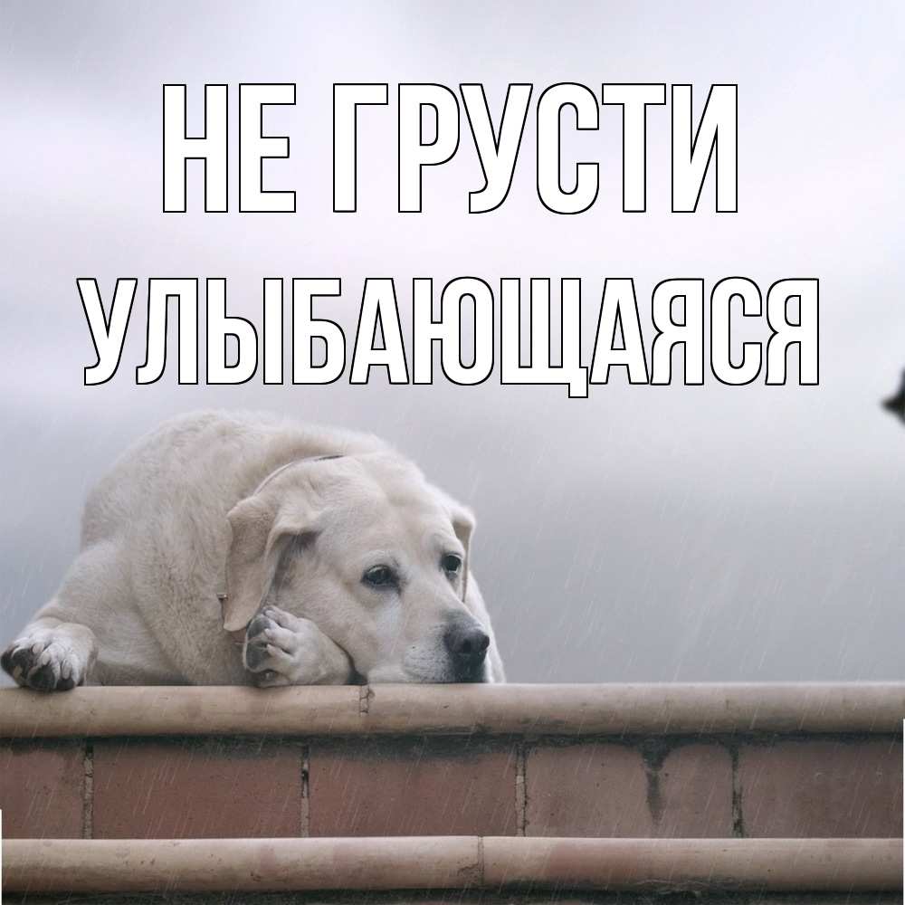 Открытка на каждый день с именем, Улыбающаяся Не грусти белый пес 1 Прикольная открытка с пожеланием онлайн скачать бесплатно 