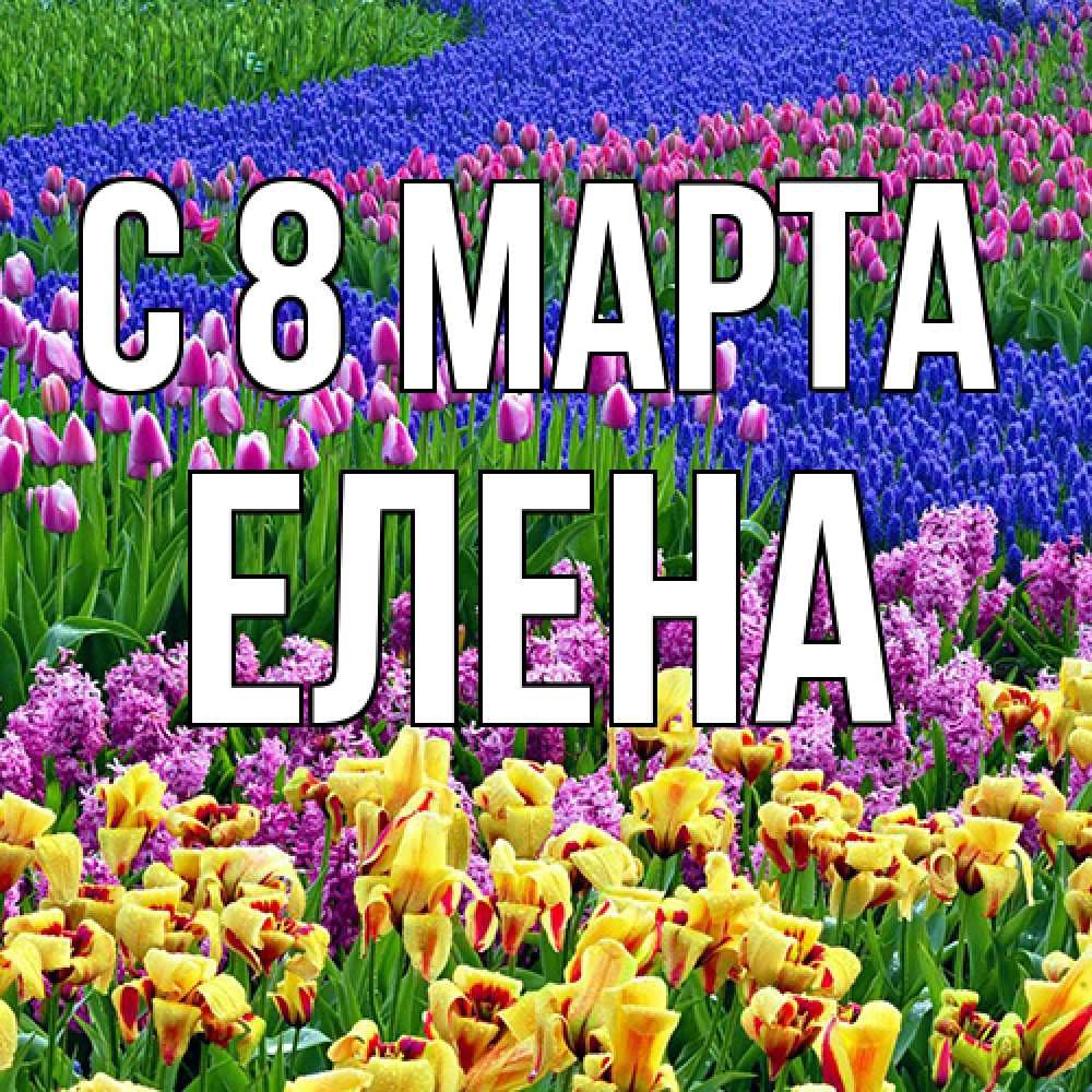 Открытка на каждый день с именем, Елена C 8 МАРТА цветы Прикольная открытка с пожеланием онлайн скачать бесплатно 
