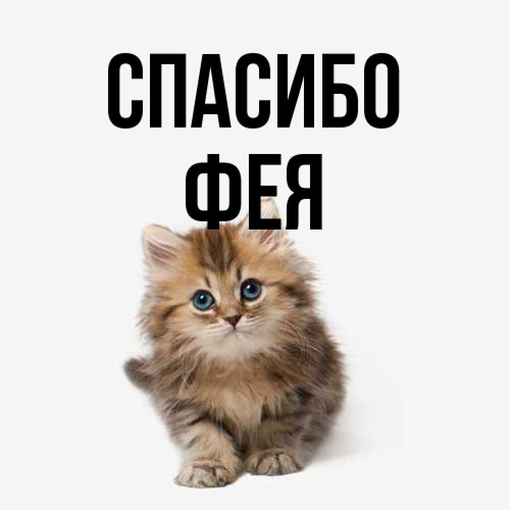 Открытка на каждый день с именем, фея Спасибо пушистый котик Прикольная открытка с пожеланием онлайн скачать бесплатно 