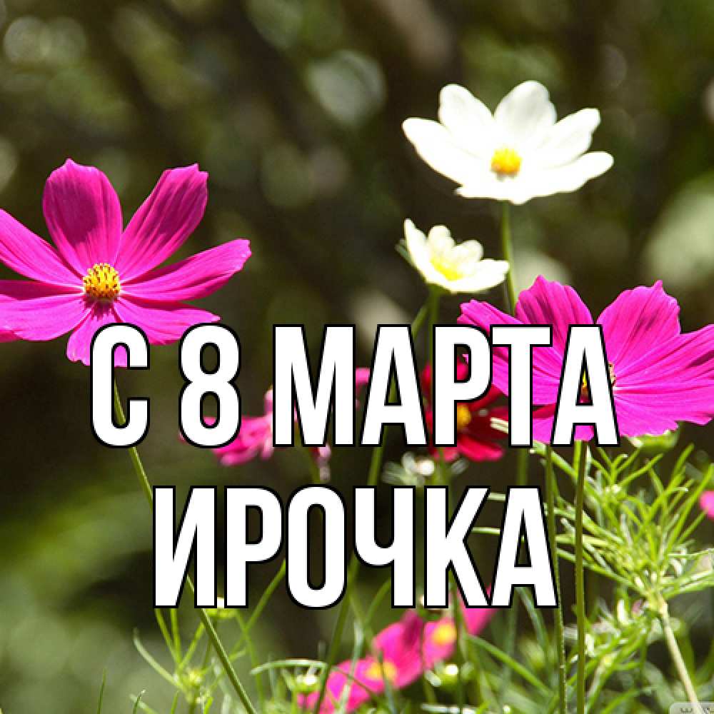 Открытка на каждый день с именем, Ирочка C 8 МАРТА цветы Прикольная открытка с пожеланием онлайн скачать бесплатно 