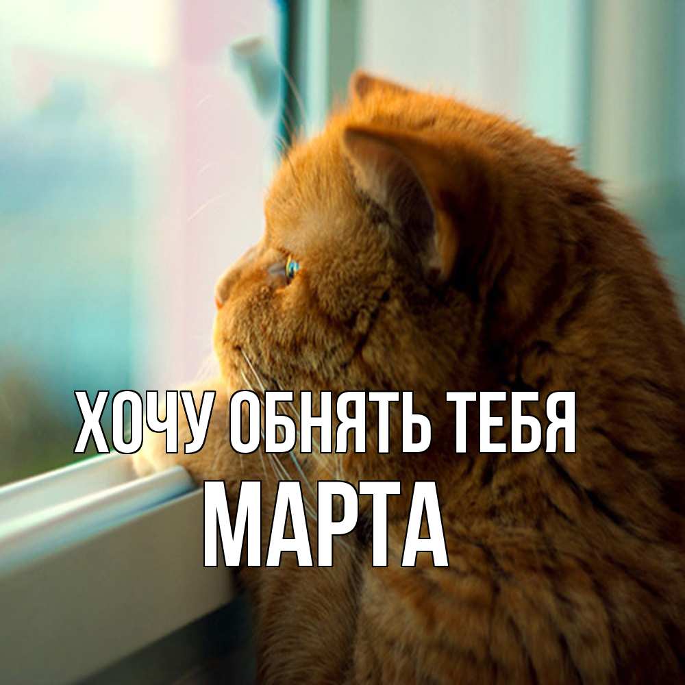 Открытка на каждый день с именем, Марта Хочу обнять тебя большой огромный рыжий котяра Прикольная открытка с пожеланием онлайн скачать бесплатно 