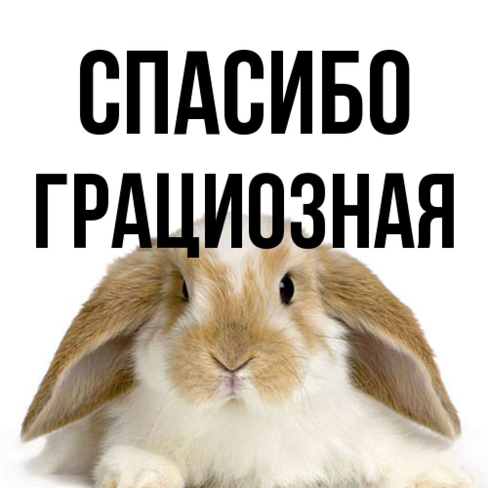Открытка на каждый день с именем, Гpациозная Спасибо коричнево белый заяц Прикольная открытка с пожеланием онлайн скачать бесплатно 