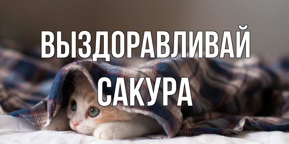 Открытка на каждый день с именем, Сакура Выздоравливай не болейте с котиком Прикольная открытка с пожеланием онлайн скачать бесплатно 