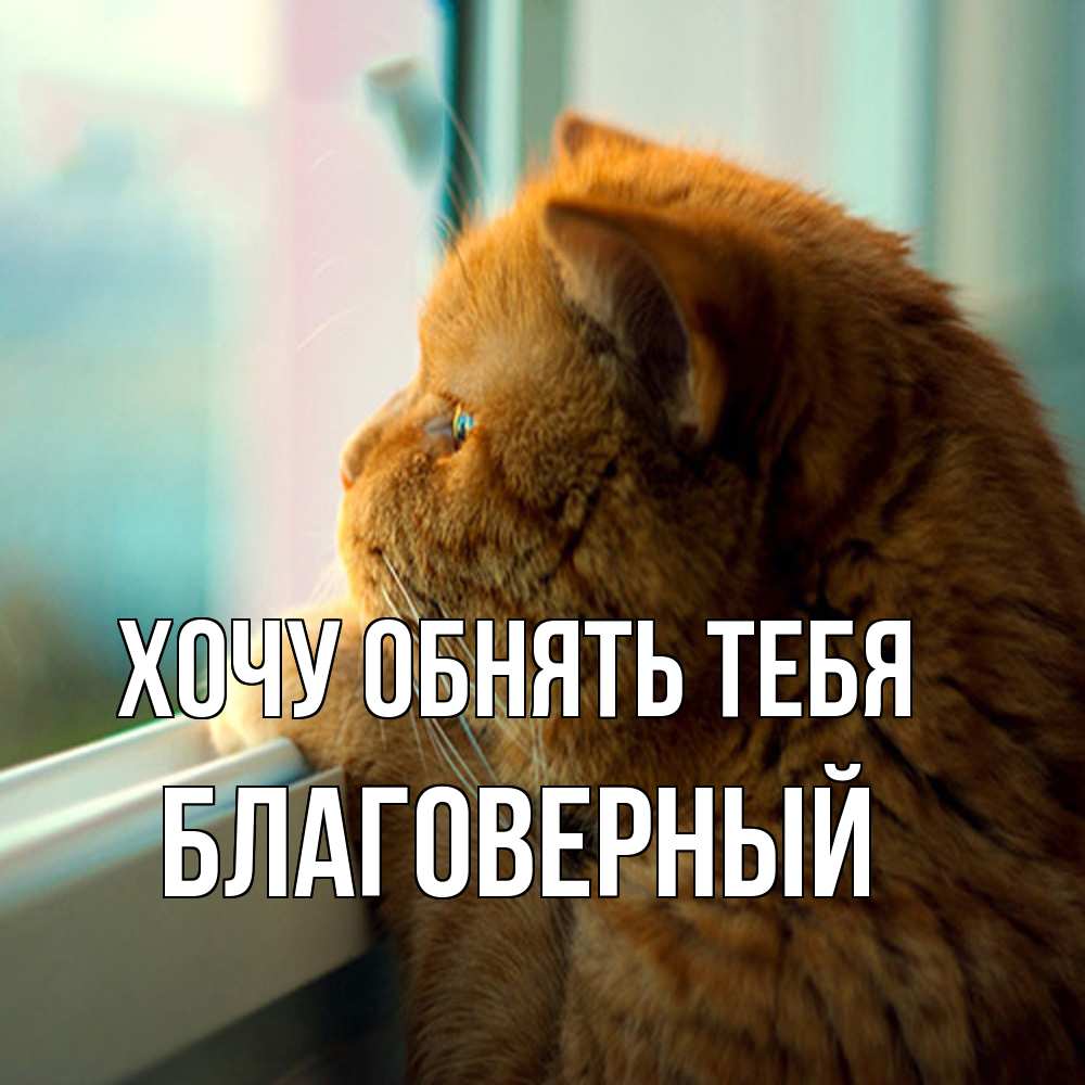 Открытка на каждый день с именем, Благоверный Хочу обнять тебя большой огромный рыжий котяра Прикольная открытка с пожеланием онлайн скачать бесплатно 