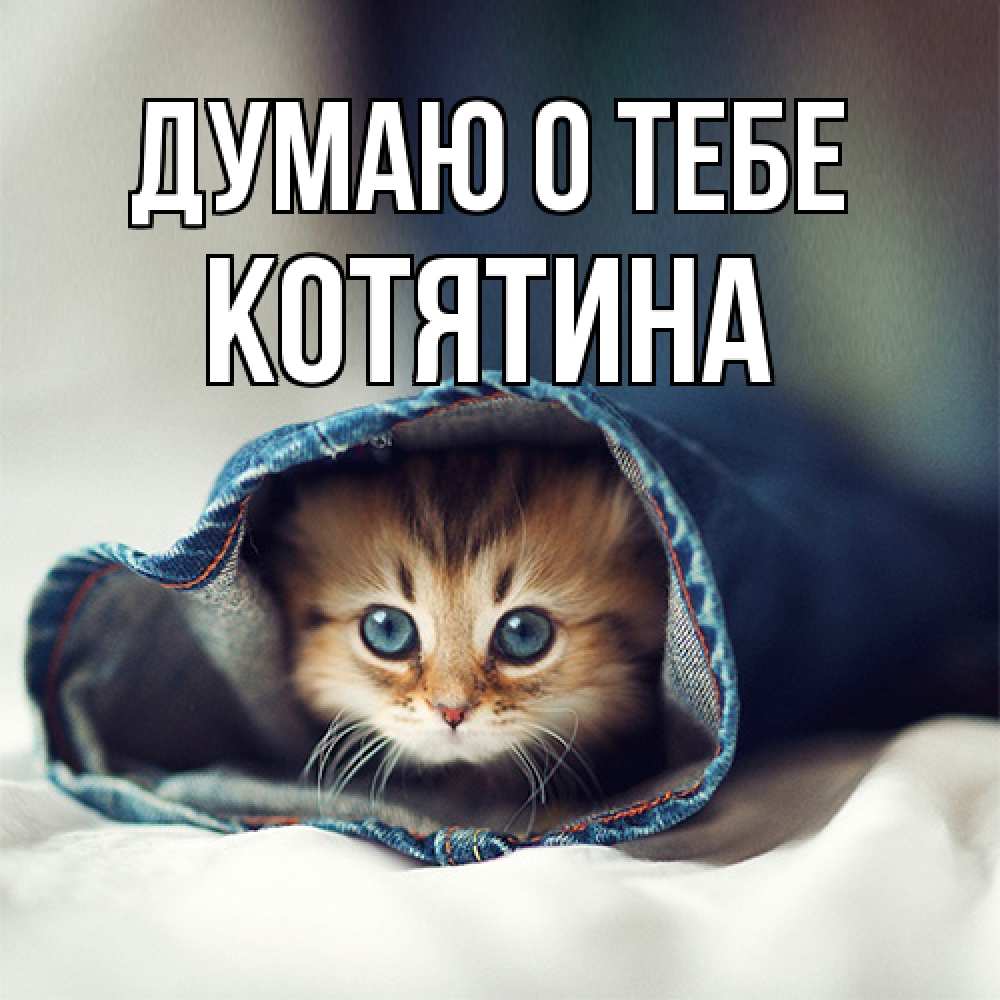 Открытка на каждый день с именем, Котятина Думаю о тебе мне без тебя плохо Прикольная открытка с пожеланием онлайн скачать бесплатно 