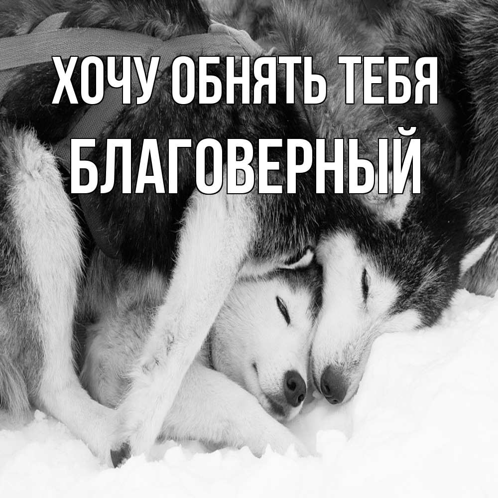 Открытка на каждый день с именем, Благоверный Хочу обнять тебя собачки в упряжке Прикольная открытка с пожеланием онлайн скачать бесплатно 