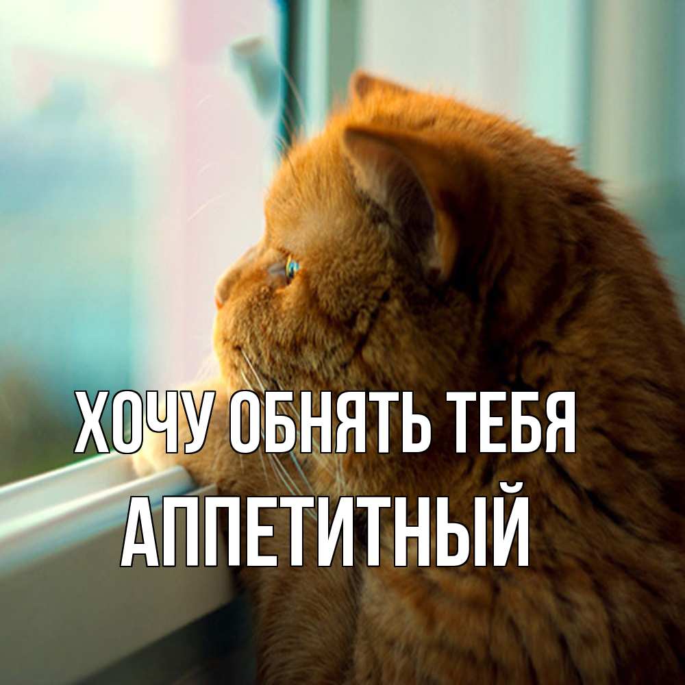 Открытка на каждый день с именем, Аппетитный Хочу обнять тебя большой огромный рыжий котяра Прикольная открытка с пожеланием онлайн скачать бесплатно 