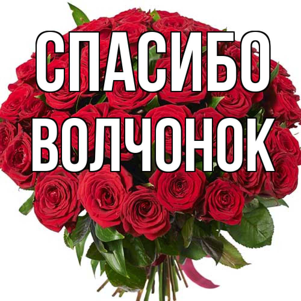 Открытка на каждый день с именем, Волчонок Спасибо букет красных роз Прикольная открытка с пожеланием онлайн скачать бесплатно 