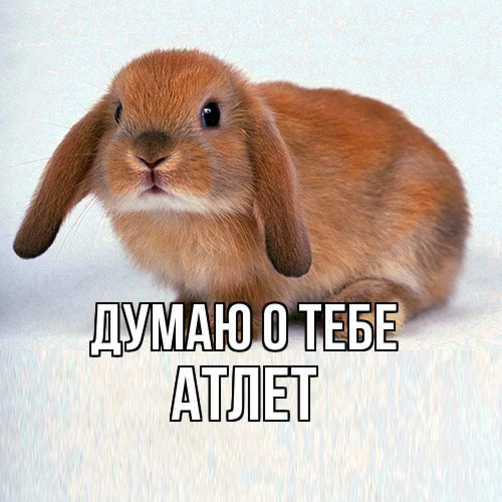 Открытка на каждый день с именем, Атлет Думаю о тебе кроль коричневый Прикольная открытка с пожеланием онлайн скачать бесплатно 