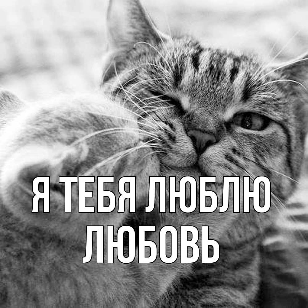 Открытка на каждый день с именем, Любовь Я тебя люблю коты Прикольная открытка с пожеланием онлайн скачать бесплатно 