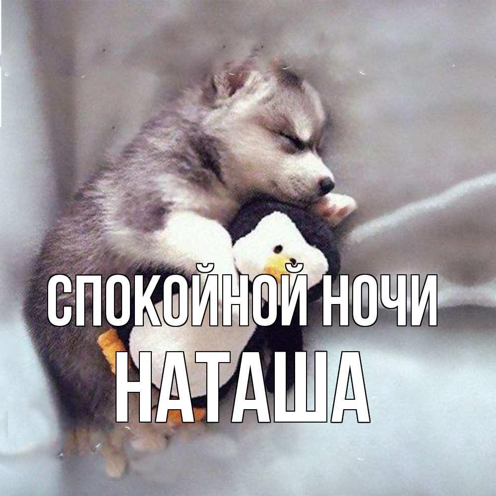 Открытка на каждый день с именем, Наташа Спокойной ночи обнимашки щенка и пингвина Прикольная открытка с пожеланием онлайн скачать бесплатно 