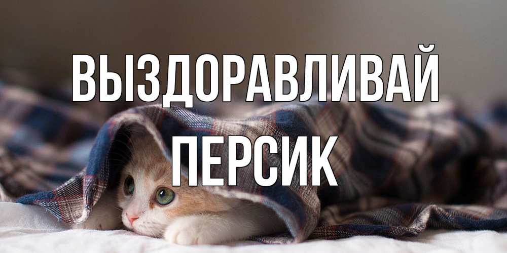 Открытка на каждый день с именем, Персик Выздоравливай не болейте с котиком Прикольная открытка с пожеланием онлайн скачать бесплатно 