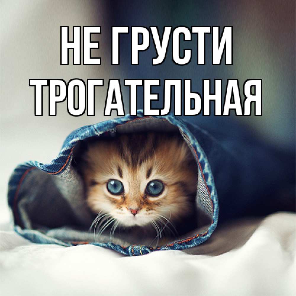 Открытка на каждый день с именем, Трогательная Не грусти кот в одежде Прикольная открытка с пожеланием онлайн скачать бесплатно 