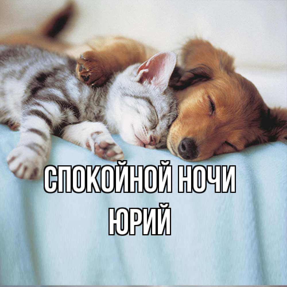 Открытка на каждый день с именем, Юрий Спокойной ночи с животными Прикольная открытка с пожеланием онлайн скачать бесплатно 