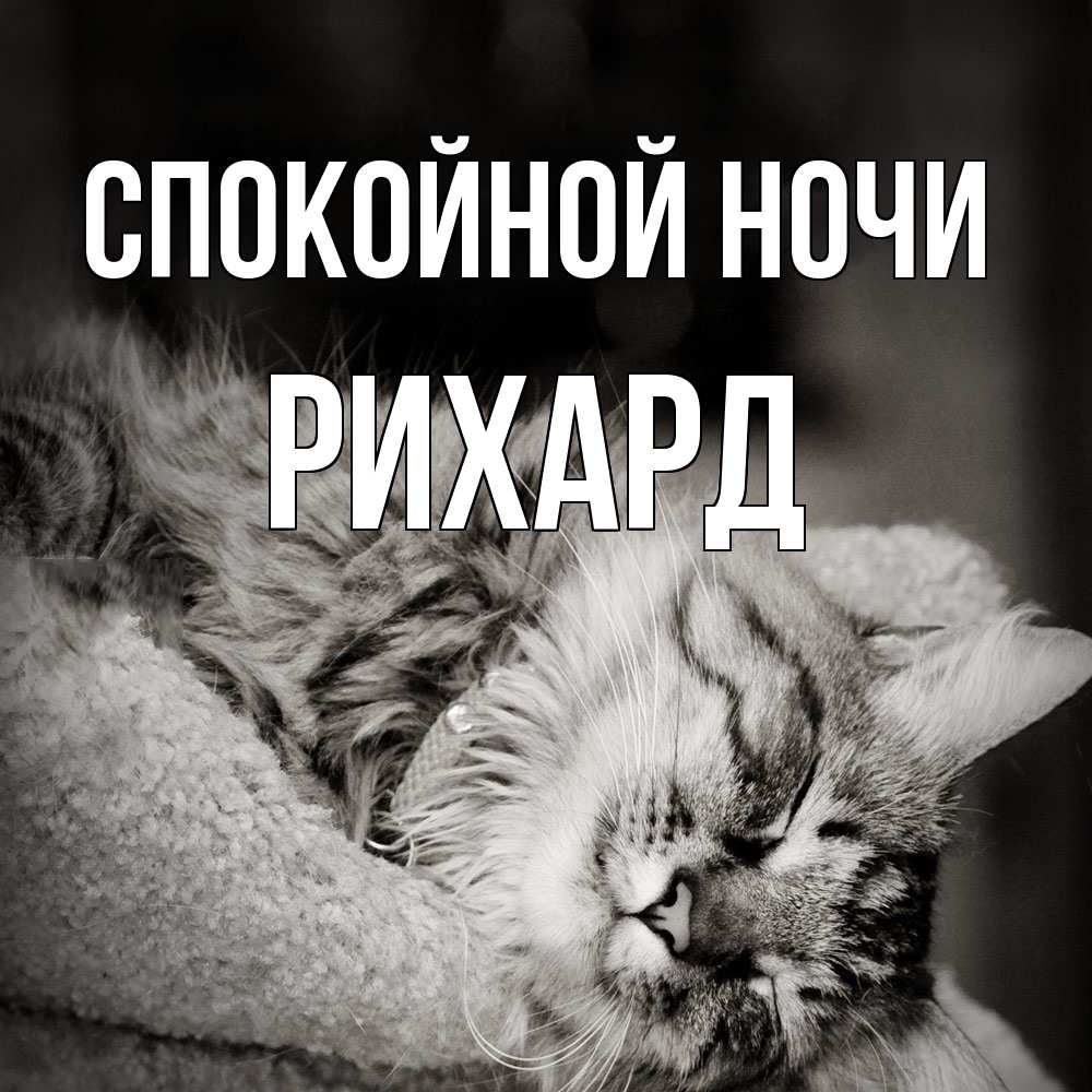 Открытка на каждый день с именем, Рихард Спокойной ночи котярик пушистый Прикольная открытка с пожеланием онлайн скачать бесплатно 