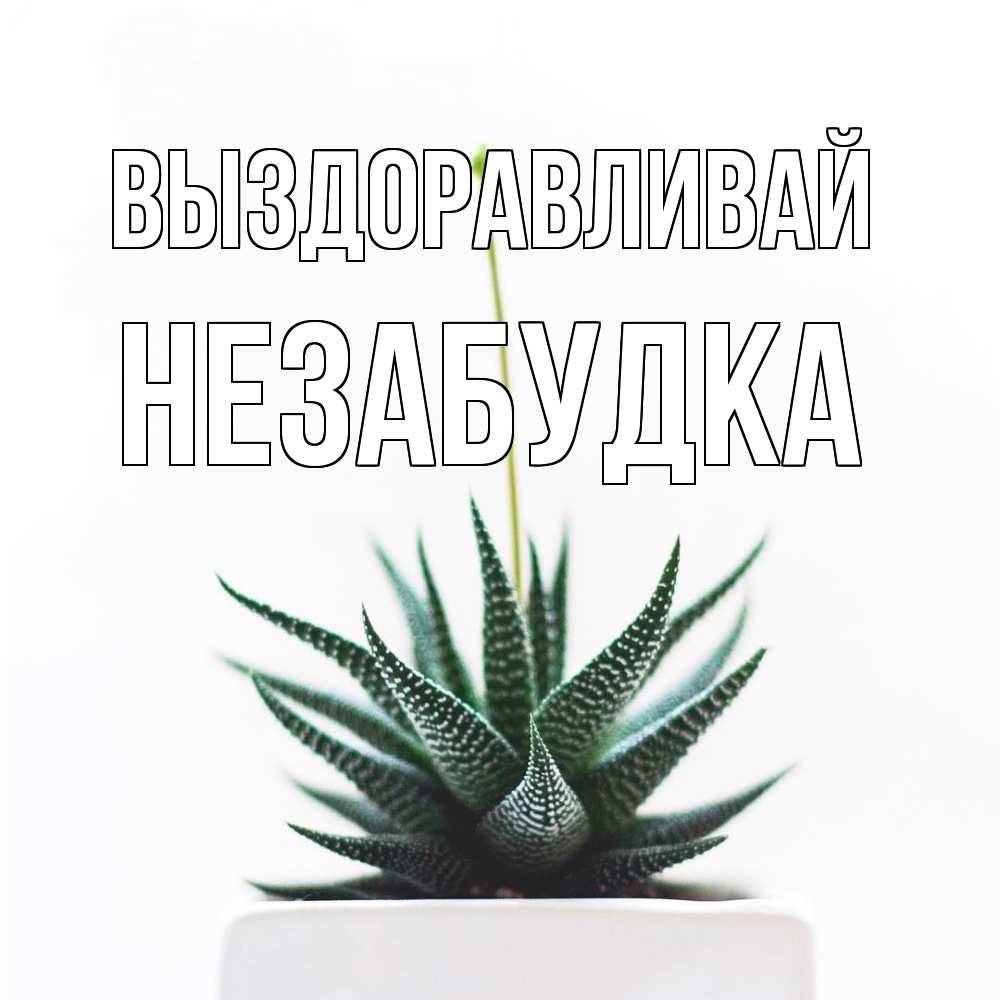 Открытка на каждый день с именем, Незабудка Выздоравливай короче это непонятная колючка Прикольная открытка с пожеланием онлайн скачать бесплатно 