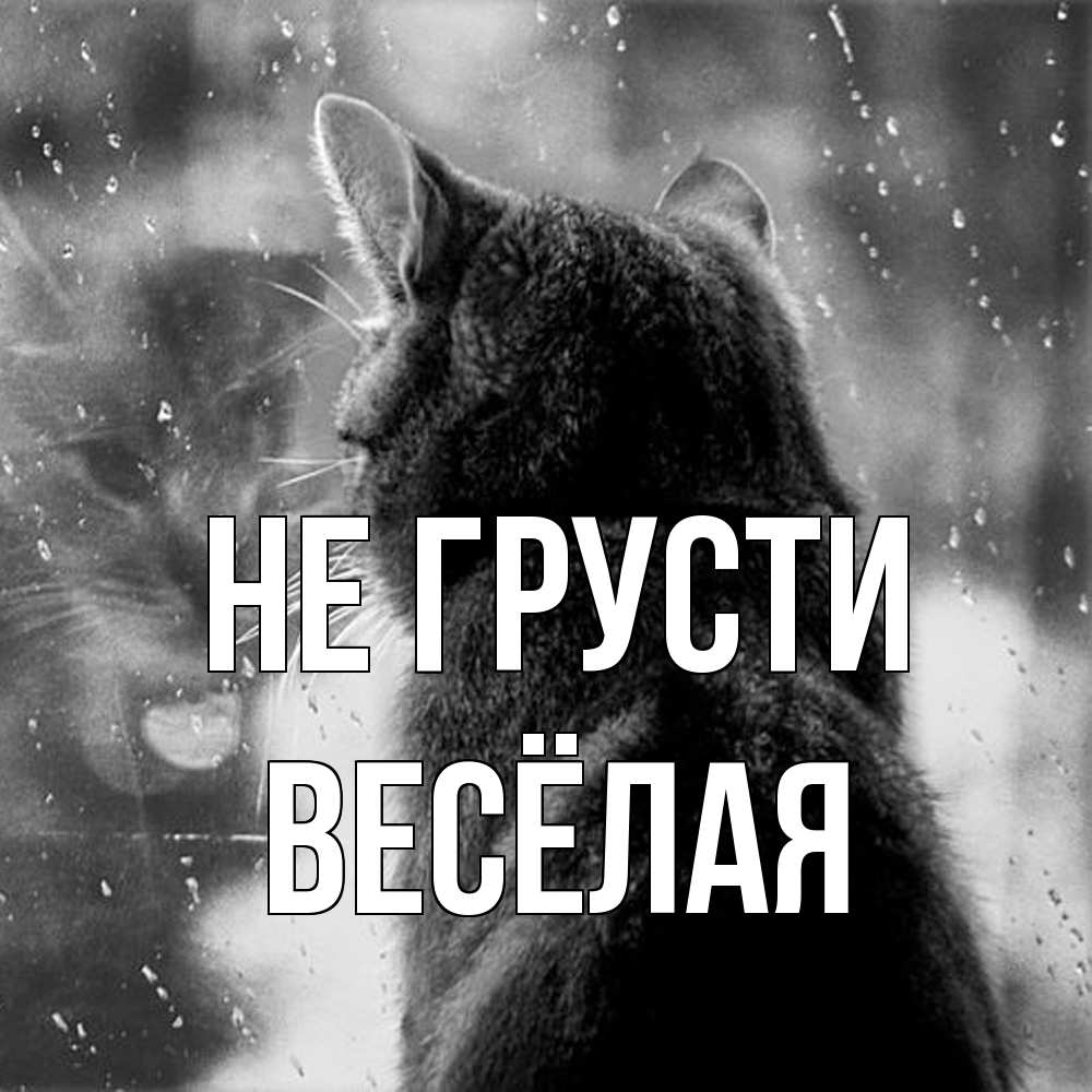 Открытка на каждый день с именем, Весёлая Не грусти отражение кота 1 Прикольная открытка с пожеланием онлайн скачать бесплатно 
