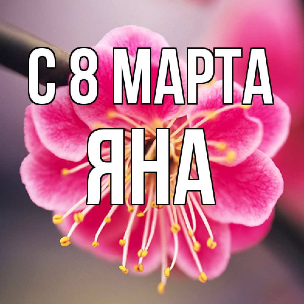 Открытка на каждый день с именем, Яна C 8 МАРТА цветы Прикольная открытка с пожеланием онлайн скачать бесплатно 