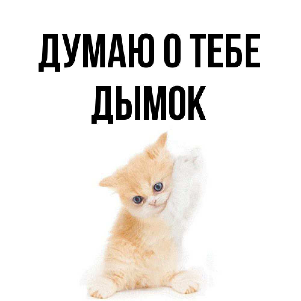 Открытка на каждый день с именем, Дымок Думаю о тебе зверушки и милота Прикольная открытка с пожеланием онлайн скачать бесплатно 