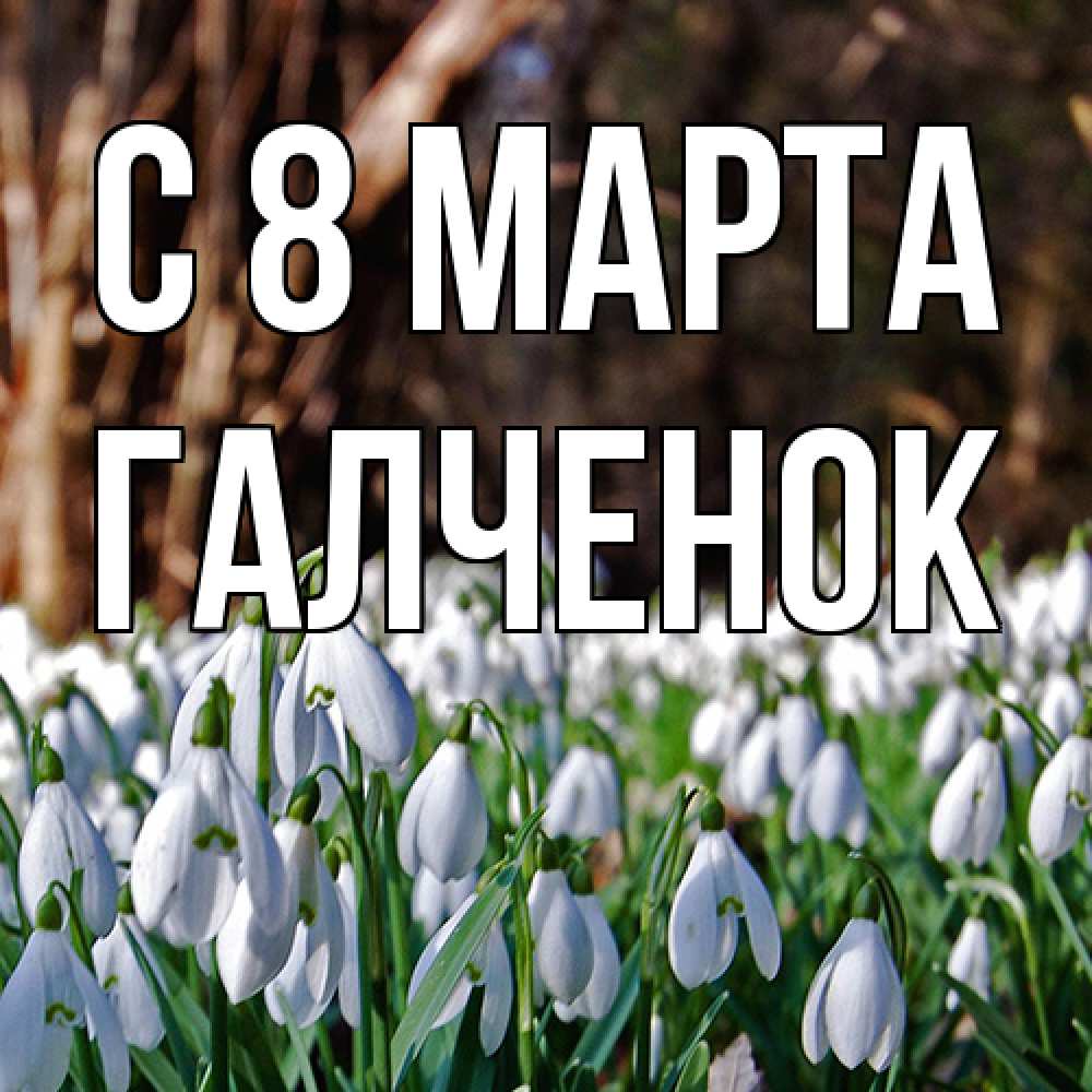 Открытка на каждый день с именем, Галченок C 8 МАРТА с подснежниками 1 Прикольная открытка с пожеланием онлайн скачать бесплатно 