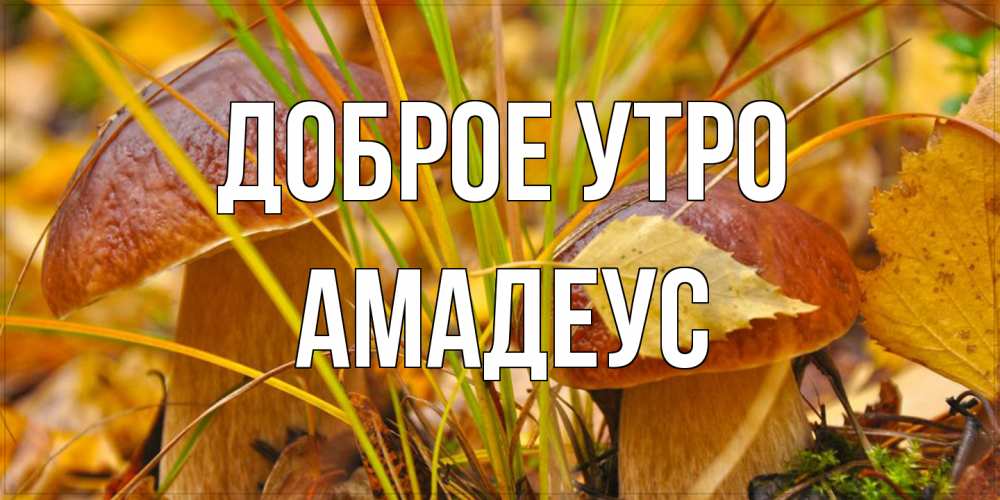 Открытка на каждый день с именем, Амадеус Доброе утро осенние грибы Прикольная открытка с пожеланием онлайн скачать бесплатно 