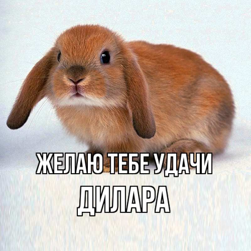 Картинка Желаю тебе удачи, Дилара