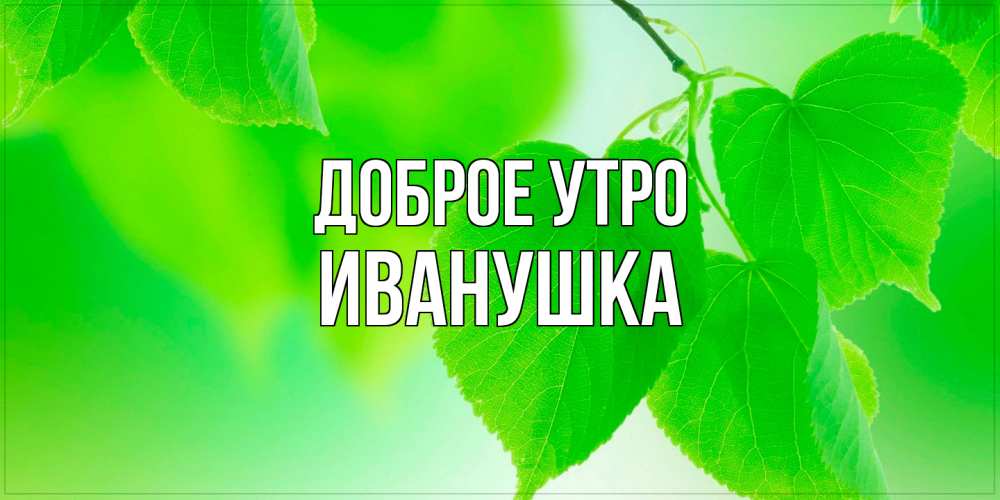Открытка на каждый день с именем, Иванушка Доброе утро доброе утро с березовыми листьями Прикольная открытка с пожеланием онлайн скачать бесплатно 