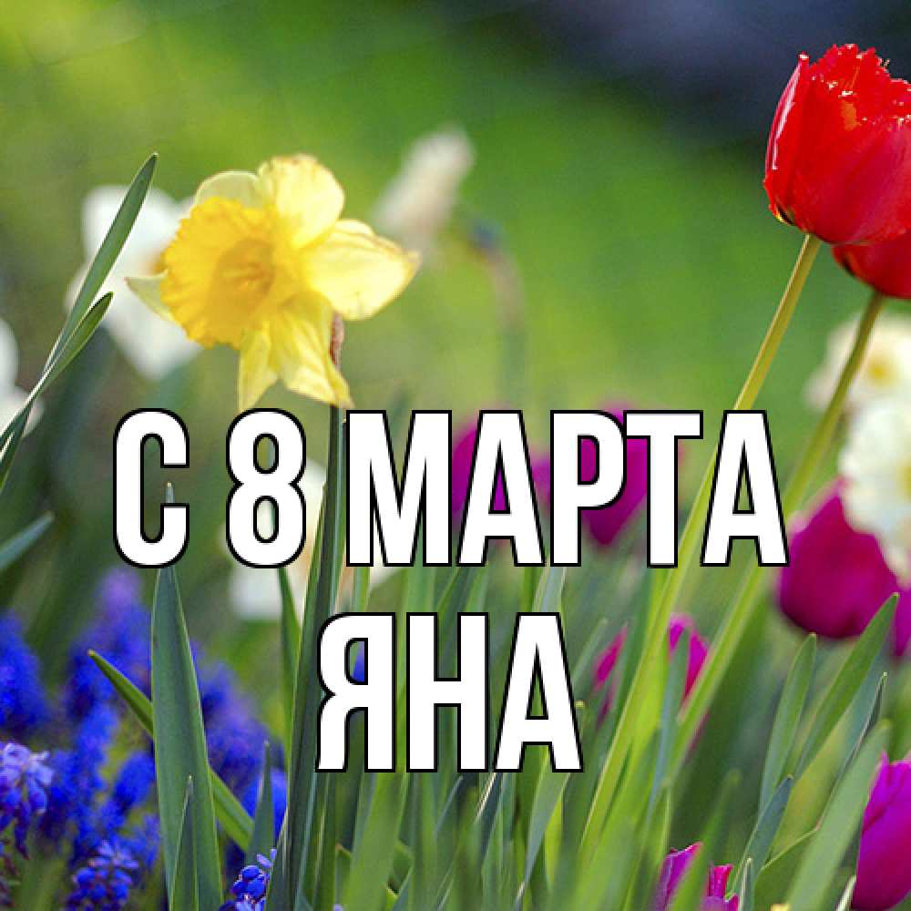 Открытка на каждый день с именем, Яна C 8 МАРТА международный женский день 3 Прикольная открытка с пожеланием онлайн скачать бесплатно 