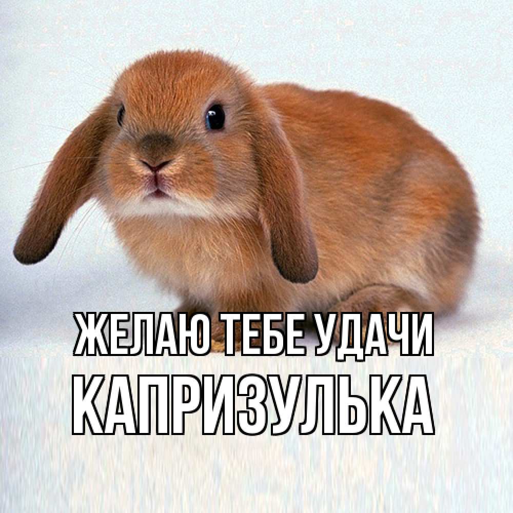 Открытка на каждый день с именем, капризулька Желаю тебе удачи вставить текст в открытку по выбору Прикольная открытка с пожеланием онлайн скачать бесплатно 