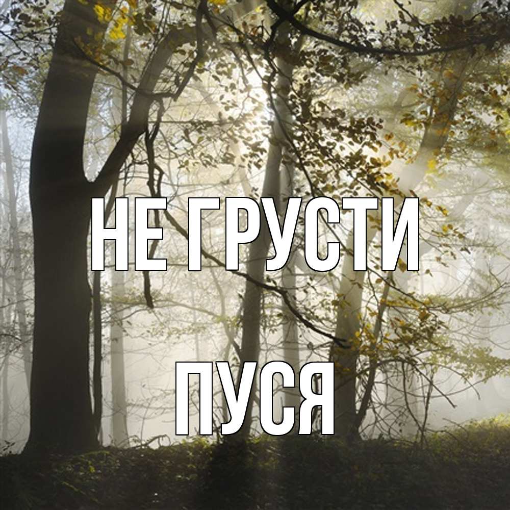 Открытка на каждый день с именем, Пуся Не грусти лес и свет Прикольная открытка с пожеланием онлайн скачать бесплатно 