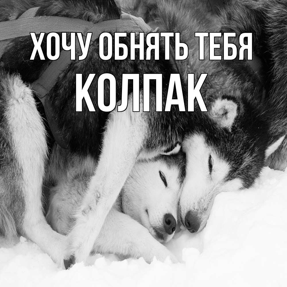 Открытка на каждый день с именем, Колпак Хочу обнять тебя собачки в упряжке Прикольная открытка с пожеланием онлайн скачать бесплатно 