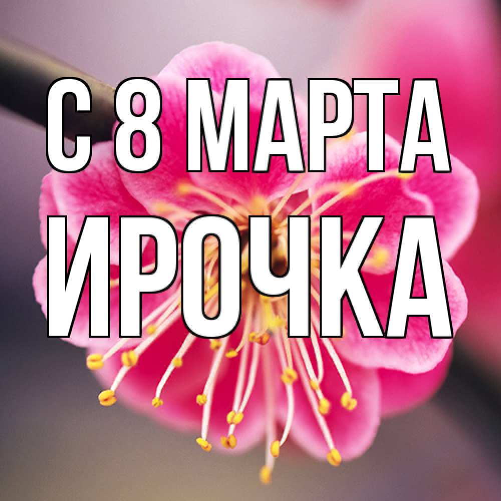 Открытка на каждый день с именем, Ирочка C 8 МАРТА цветы Прикольная открытка с пожеланием онлайн скачать бесплатно 